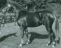 stallion Domingo (German Riding Pony, 1982, from Derby)