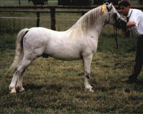 stallion Bengad Damusk Oak (Welsh mountain pony (SEK.A), 1980, from Revel Cello)