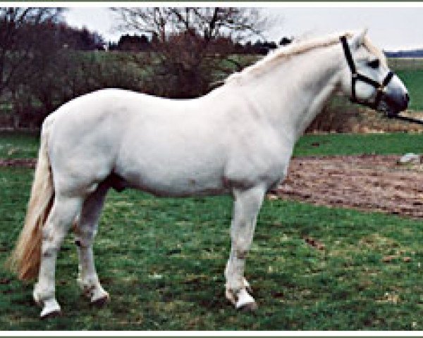 stallion Hazy Dawn (Connemara Pony, 1985, from Dale Haze)