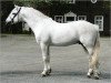 Pferd Frederiksminde Hazy Match (Connemara-Pony, 1991, von Hazy Dawn)