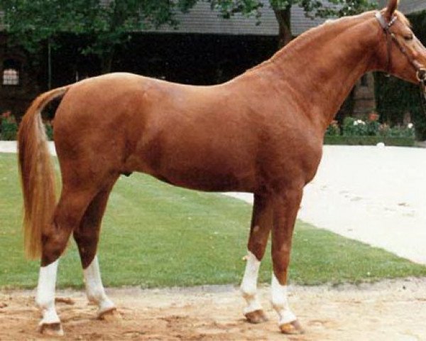 stallion Pit I (Westphalian, 1985, from Pilot)