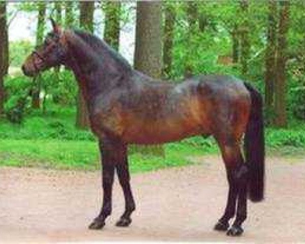 stallion Feldjunge (Holsteiner, 1991, from Feldherr)