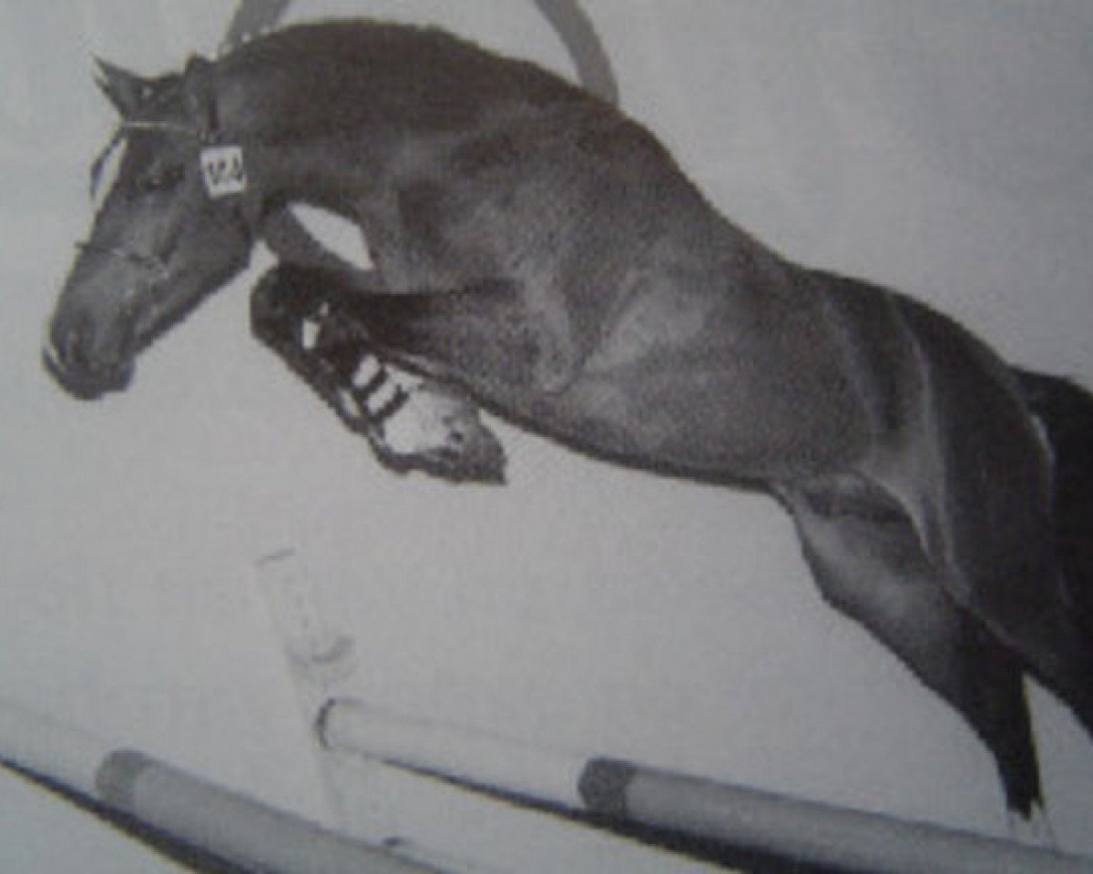 stallion Vitano (Nederlands Welsh Ridepony, 1995, from Vita Nova's Hanassie)
