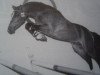 stallion Vitano (Nederlands Welsh Ridepony, 1995, from Vita Nova's Hanassie)