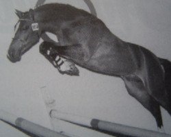 stallion Vitano (Nederlands Welsh Ridepony, 1995, from Vita Nova's Hanassie)