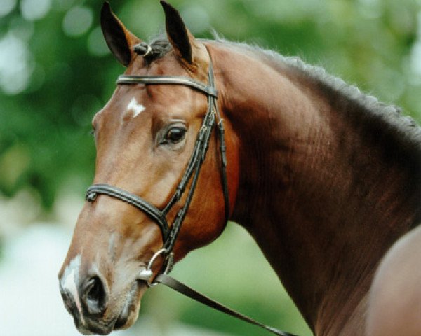 stallion Rash R (Holsteiner, 1998, from Cash)