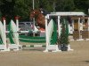 jumper Borneo Jack Sparrow (Irish Sport Horse, 2006, from Beach Ball)