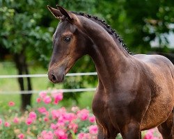 dressage horse Filipa B (Oldenburg, 2022, from Finest)