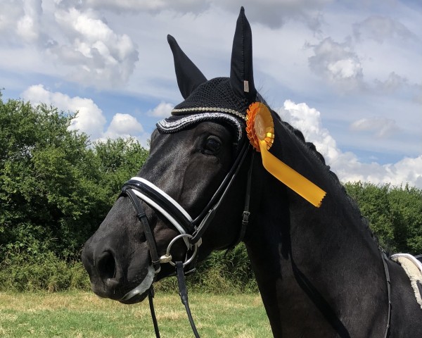 dressage horse Vilamour AT (Westphalian, 2018, from Vitalis)