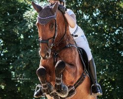 Springpferd Guardian of v-Galaxy (KWPN (Niederländisches Warmblut), 2016, von Gino)