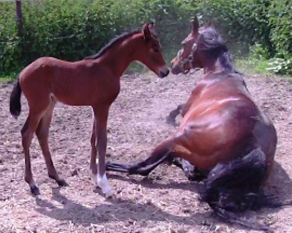 stallion Chris (German Riding Pony, 2012, from FS Champion de Luxe)