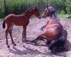 stallion Chris (German Riding Pony, 2012, from FS Champion de Luxe)