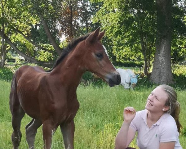 dressage horse Phelia G (Holsteiner, 2022, from Zonik)