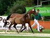 horse Perle (German Riding Pony, 2009, from Pilatus)