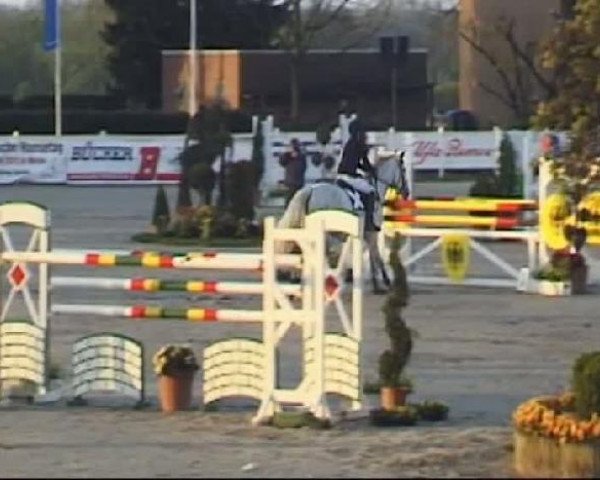 jumper Scobidoo 2 (Hanoverian, 2003, from Stakkato)