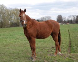 broodmare Finlady (Hanoverian, 1992, from Classiker)