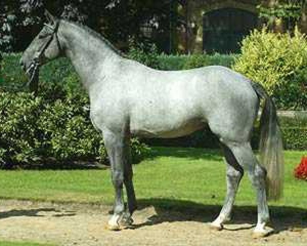 horse Sterling (Rhinelander, 1999, from Sandro Hit)