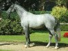 stallion Sterling (Rhinelander, 1999, from Sandro Hit)