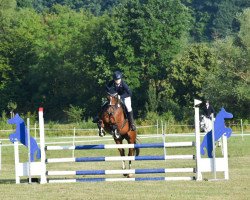 jumper Isahaantje Hnk (KWPN (Royal Dutch Sporthorse), 2013, from Negro)