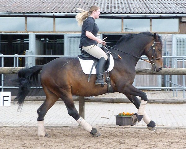 Pferd Champ of Grace (Württemberger, 2004, von Champ of Class)