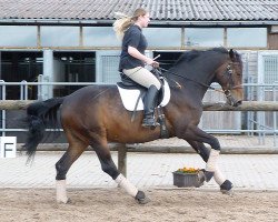 horse Champ of Grace (Württemberger, 2004, from Champ of Class)