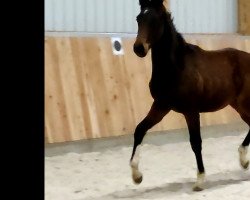 dressage horse Painted Pepe (German Sport Horse, 2021, from Painted Black)