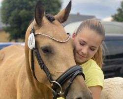 Zuchtstute Cookie (Deutsches Reitpony, 2016, von Charmeur)