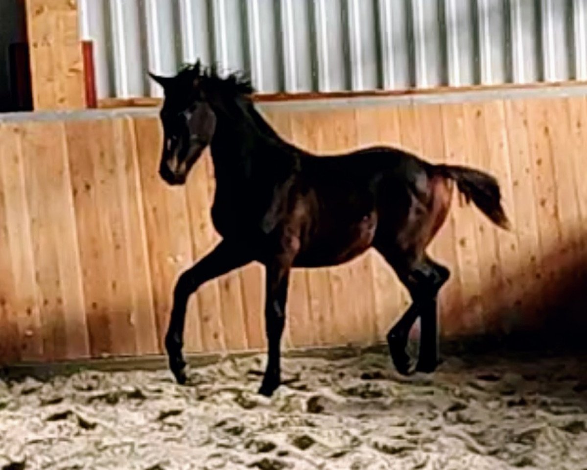 dressage horse Byron Woods (German Sport Horse, 2021, from Bretton Woods)