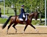 dressage horse Saphir Mf (Austrian Warmblood, 2013, from Sir Donnerhall I)