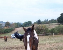 horse Gringo 274 (German Warmblood, 2016)