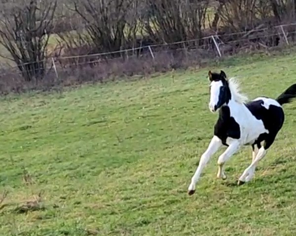 Pferd Gentleman GR (Deutsches Reitpferd, 2021)