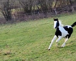 horse Gentleman GR (German Warmblood, 2021)