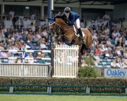 jumper Borsato (KWPN (Royal Dutch Sporthorse), 2006, from Contendro I)