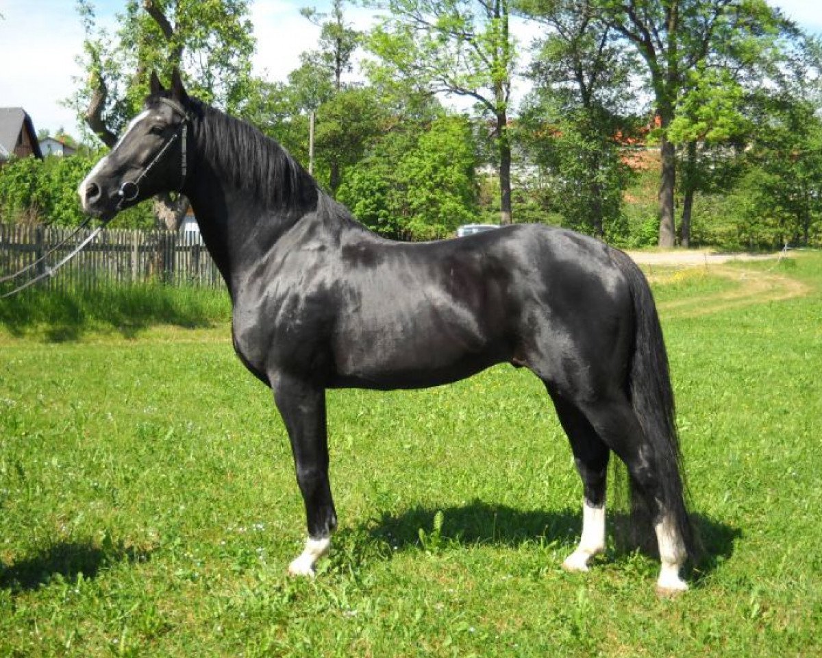 Deckhengst L'Ami (Thüringer, 1992, von Lucarlo)