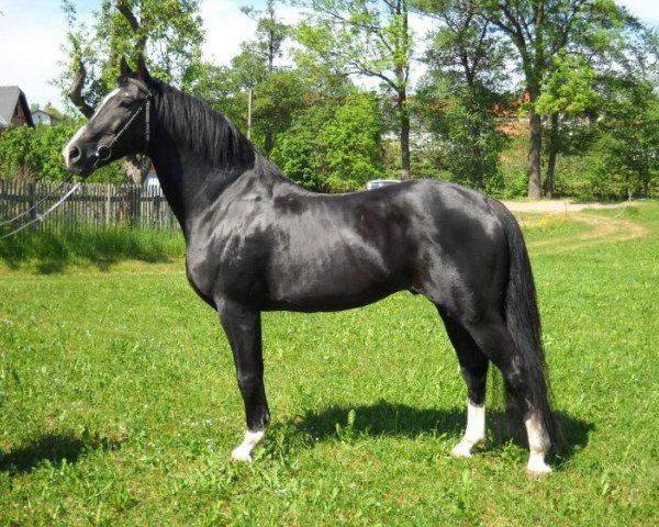 horse L'Ami (Thuringia, 1992, from Lucarlo)