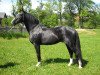 stallion L'Ami (Thuringia, 1992, from Lucarlo)