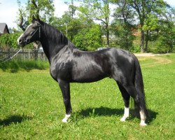 stallion L'Ami (Thuringia, 1992, from Lucarlo)