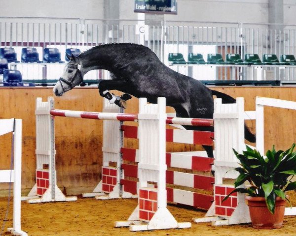 jumper Ciaco's Son S (German Sport Horse, 2007, from Ciacomini)