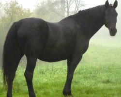 broodmare Lesley 17 (Zweibrücken, 1993, from Lambourghini)