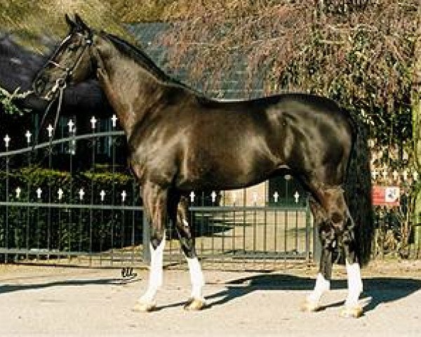 stallion Kroongraaf (KWPN (Royal Dutch Sporthorse), 1992, from Burggraaf)