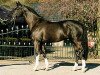 stallion Kroongraaf (Royal Warmblood Studbook of the Netherlands (KWPN), 1992, from Burggraaf)