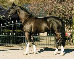 stallion Kroongraaf (KWPN (Royal Dutch Sporthorse), 1992, from Burggraaf)