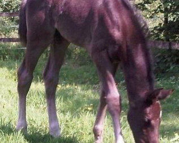 dressage horse Hachiko 3 (Rhinelander, 2012, from Hot Spirit)