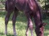 dressage horse Hachiko 3 (Rhinelander, 2012, from Hot Spirit)