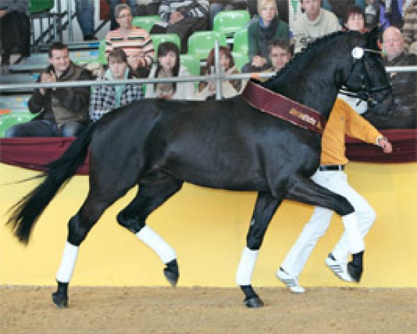 dressage horse Hot Spirit (Bavarian, 2007, from Hotline)