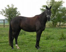 dressage horse Diarada (Westphalian, 2006, from Don Schufro)