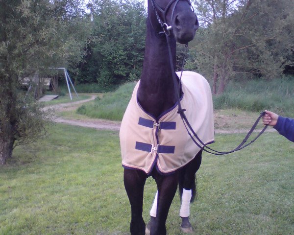 dressage horse Speedy Gonzales (Westphalian, 2006, from Samarant)