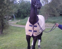 dressage horse Speedy Gonzales (Westphalian, 2006, from Samarant)