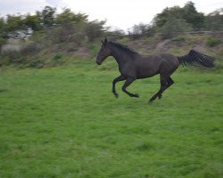 horse Tiborlahn (DE) (German trotters, 1997, from Tibor (DE))