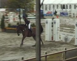 Springpferd Camiro 34 (Westfale, 2005, von Contini)